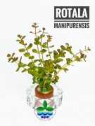 Rotala Manipurensis